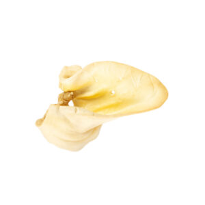 Oreja de Vaca Mediana